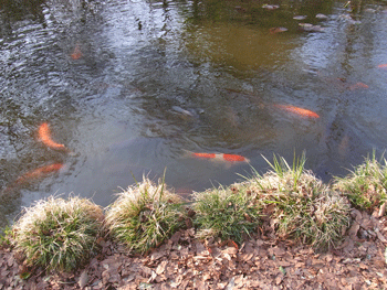 善福寺川辺の開花状況_a0044453_1137992.gif