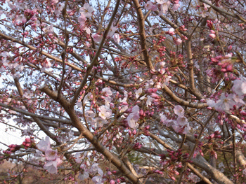 善福寺川辺の開花状況_a0044453_1713173.gif