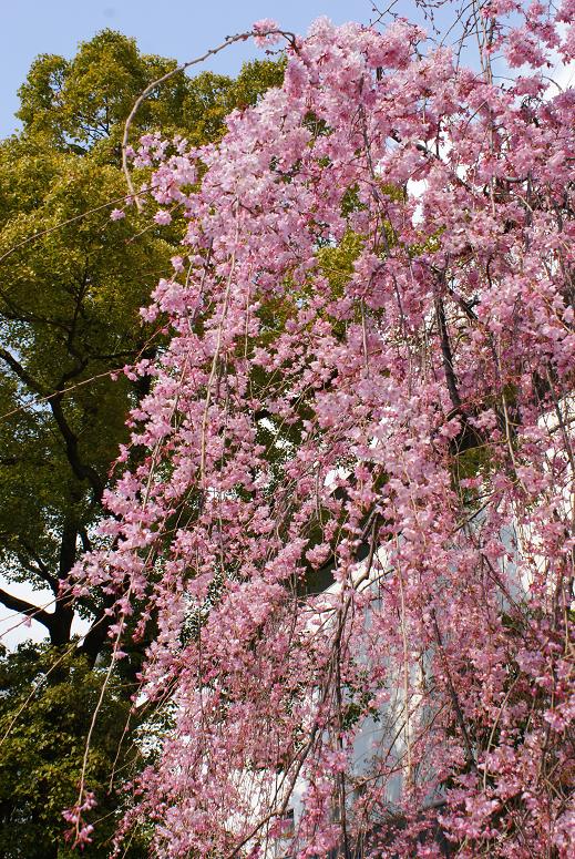 お酒でほほを赤らめたような　　神戸酒心館の枝垂れ桜満開に_b0063958_2238487.jpg