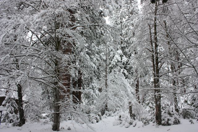 Spring Break 2011 Yosemite　Part2_a0048361_13504824.jpg