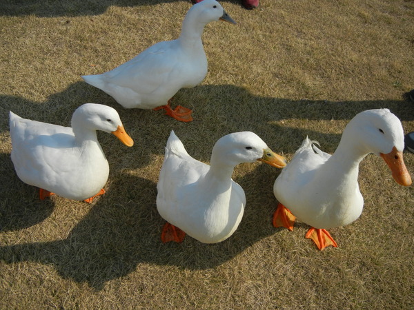 2011年3月31日(木)犬みたいなアヒル軍団!_f0060461_20534493.jpg