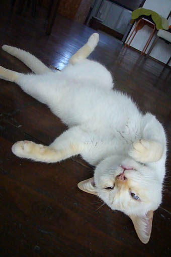 love, somchai. _c0153966_21573675.jpg