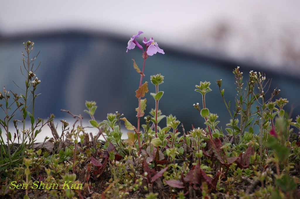 賀茂川の花_a0164068_22395277.jpg