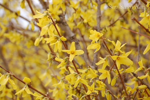 賀茂川の花_a0164068_22411057.jpg