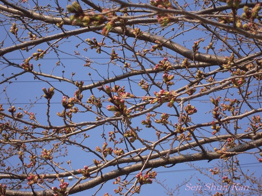 賀茂川の花_a0164068_22423274.jpg