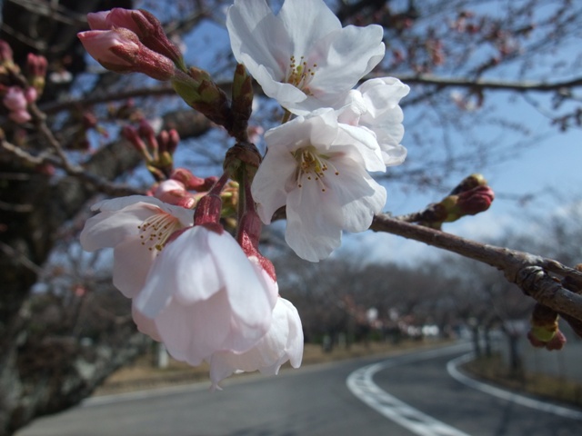 大村公園の桜_e0101769_729221.jpg