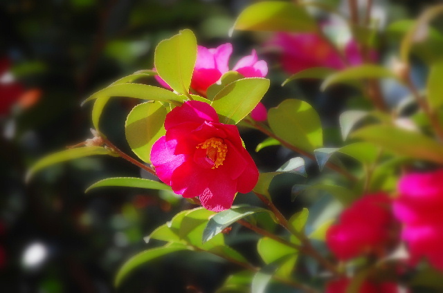 in伊豆⑧修善寺・・・虹の郷（日本庭園）_d0172270_1623665.jpg