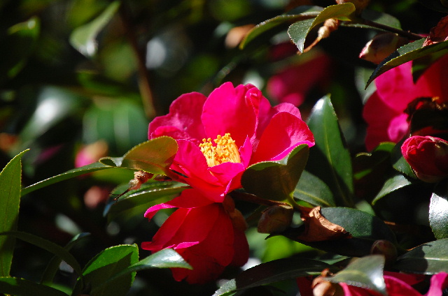 in伊豆⑧修善寺・・・虹の郷（日本庭園）_d0172270_162529.jpg