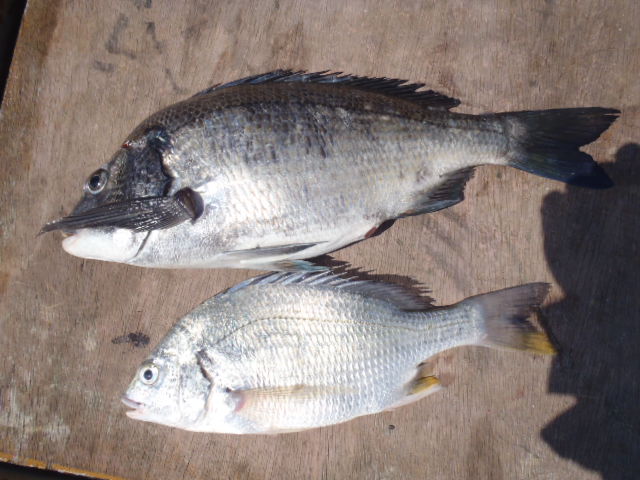 3月31日の釣果_a0077071_17574655.jpg