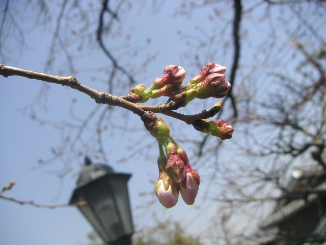 b0175571_16244183.jpg