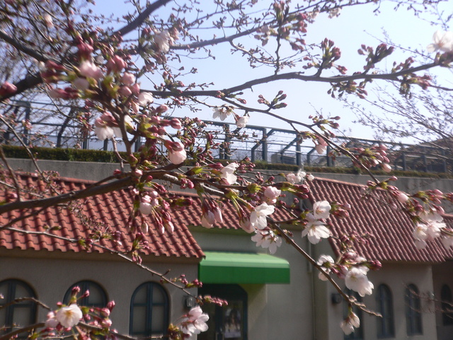 宝塚　花のみち　桜開花情報２０１１－①_e0009772_22144728.jpg