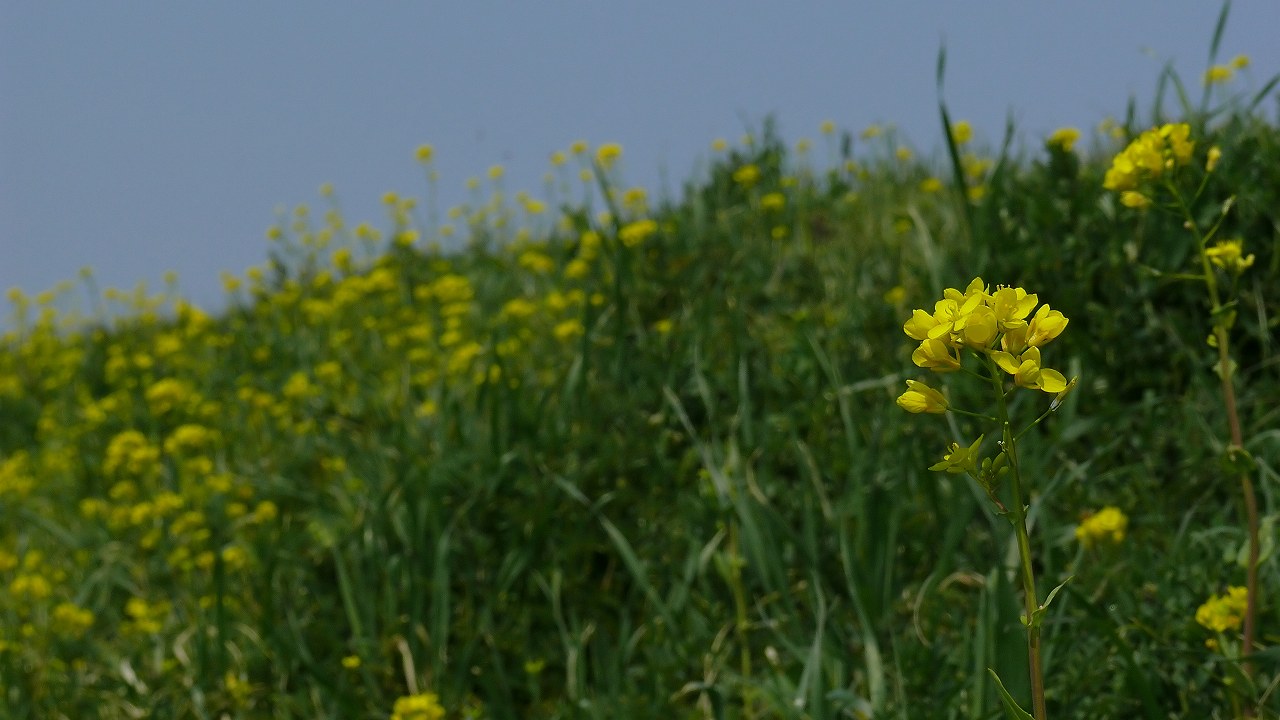 a0185081_103640.jpg
