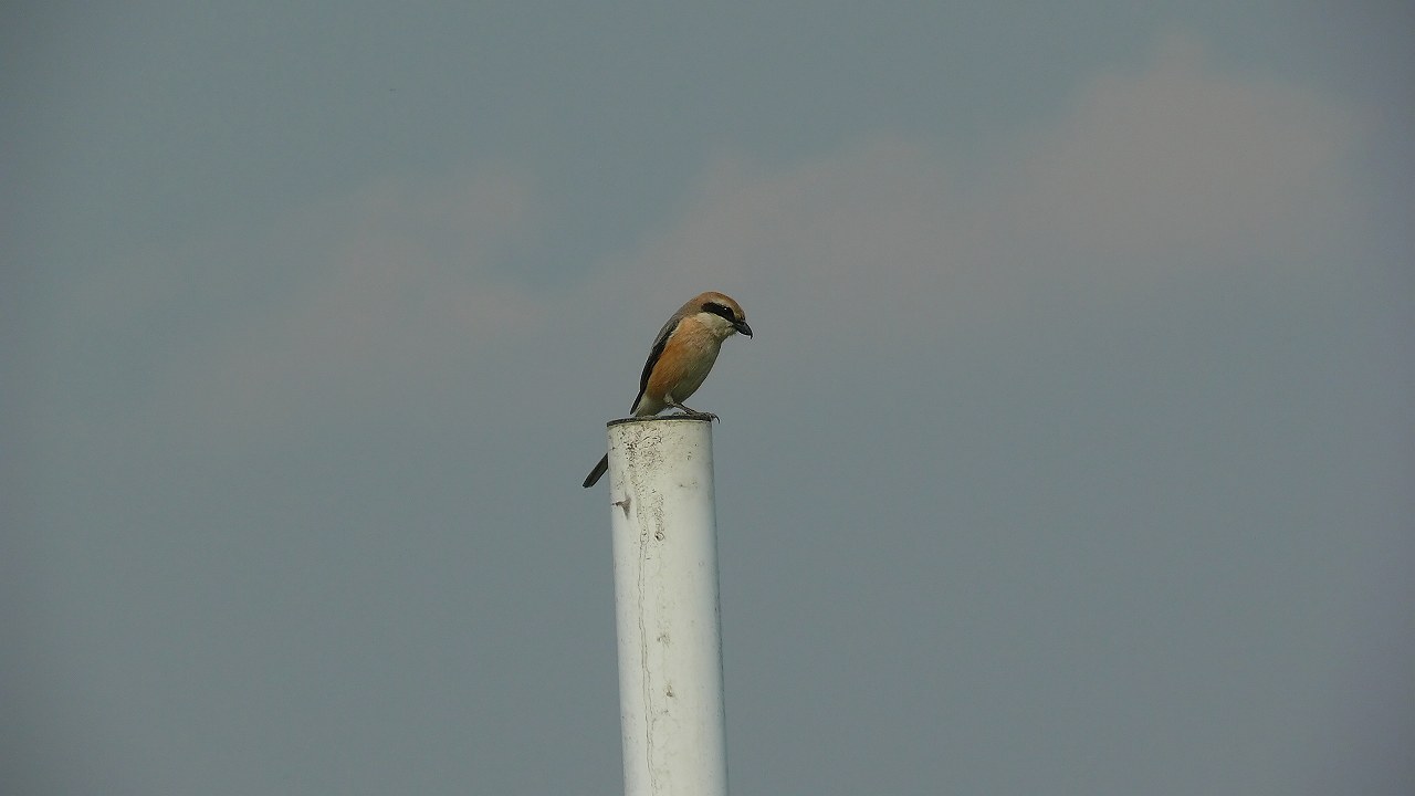 a0185081_13370.jpg