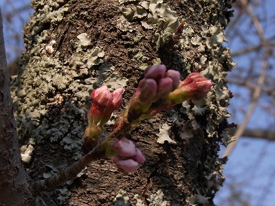 一足先に桜の訪れを堪能_c0162882_213349.jpg