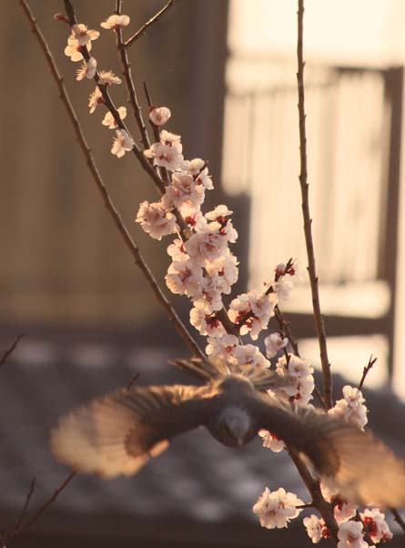 アンズの花とヒヨドリ_c0177785_6193553.jpg