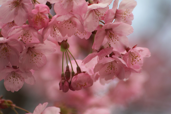 陽光桜と、コゲラ_f0030085_20565120.jpg