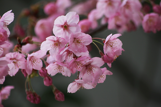 陽光桜と、コゲラ_f0030085_2111404.jpg