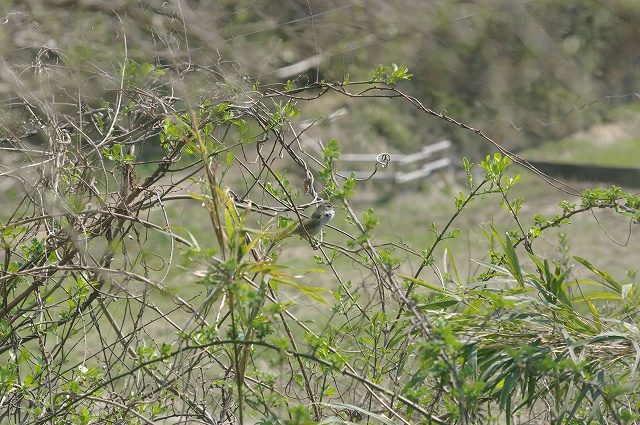 e0070891_201089.jpg