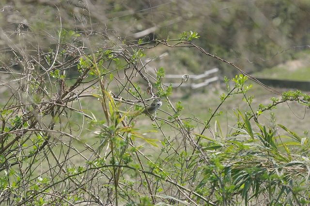 ■　遠くの鳥　　　11.3.31　　　（ウグイス、コチドリ、ムクドリ）_e0070891_201089.jpg