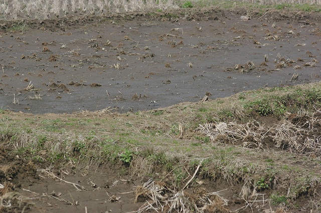 ■　遠くの鳥　　　11.3.31　　　（ウグイス、コチドリ、ムクドリ）_e0070891_20134528.jpg