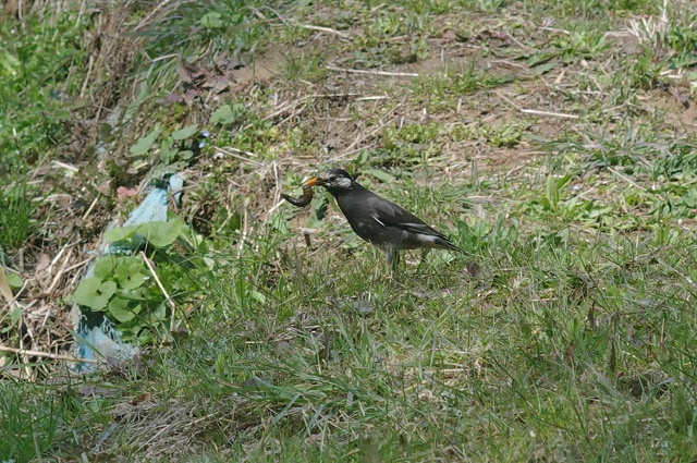 ■　遠くの鳥　　　11.3.31　　　（ウグイス、コチドリ、ムクドリ）_e0070891_2091797.jpg