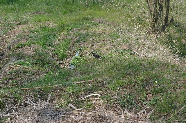 ■　遠くの鳥　　　11.3.31　　　（ウグイス、コチドリ、ムクドリ）_e0070891_209197.jpg