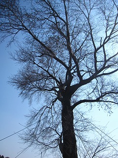 ２０１１山川町内の桜状況（平家一本桜開花状況）・千寿の楽しい歴史_a0137997_5133122.jpg