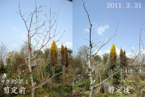 10年放置の サクランボ 再生 初回剪定を終える 趣味の 果樹 今年も ぶどう と 新たに 桜桃 に注力 10年放置の サクランボ 再生 初回剪定を終える 趣味の 果樹 今年も ぶどう と 新たに 桜桃 に注力