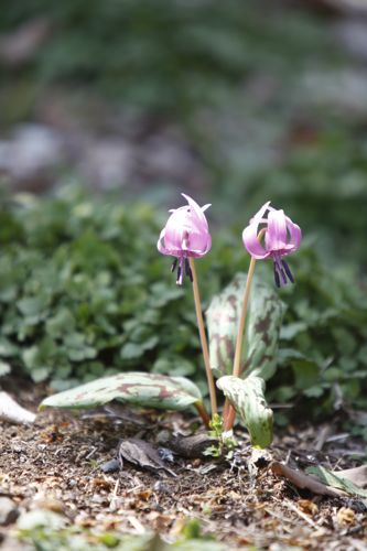 可憐なカタクリの花_d0148902_20112384.jpg