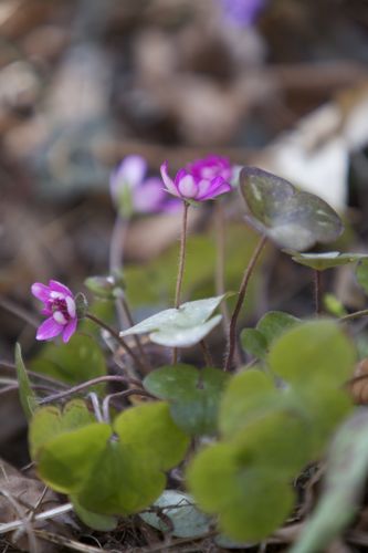 可憐なカタクリの花_d0148902_20151625.jpg