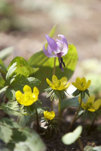 可憐なカタクリの花_d0148902_2164868.jpg