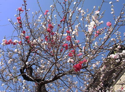 春到来！_a0148909_20195048.jpg