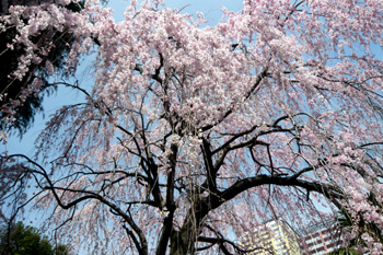 谷中の桜_b0178212_21134564.jpg