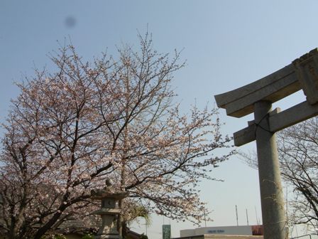 桜は5分咲き、8分咲き？_c0020113_17231234.jpg