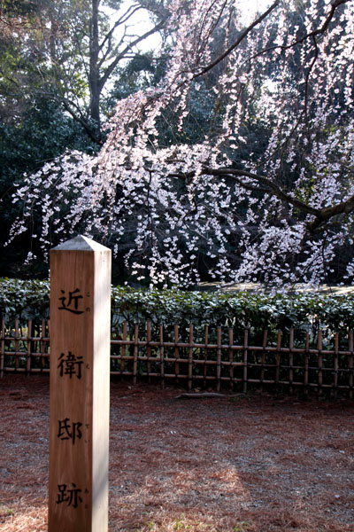 京の花だより 京都御苑 糸しだれ2_e0048413_19365052.jpg