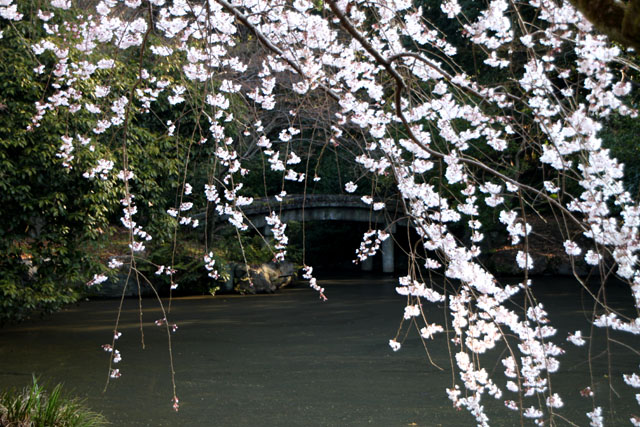 京の花だより 京都御苑 糸しだれ2_e0048413_19371240.jpg
