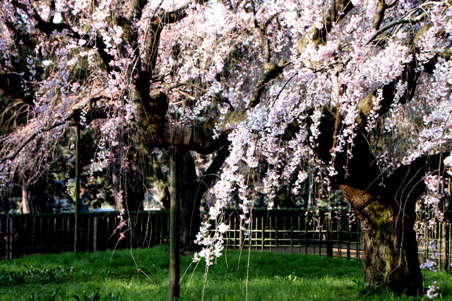 京の花だより 京都御苑 糸しだれ2_e0048413_19372535.jpg