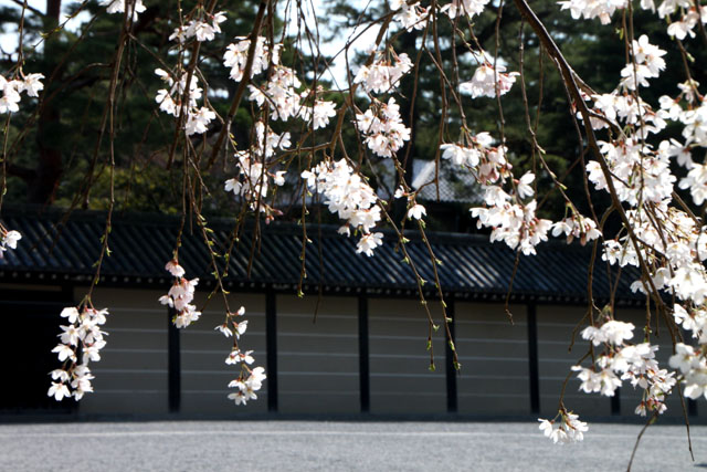 京の花だより 京都御苑 糸しだれ2_e0048413_19375969.jpg