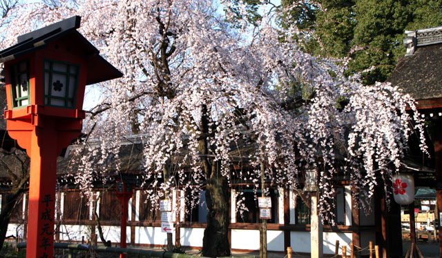 京の花だより 平野神社1 魁さくら_e0048413_2015643.jpg