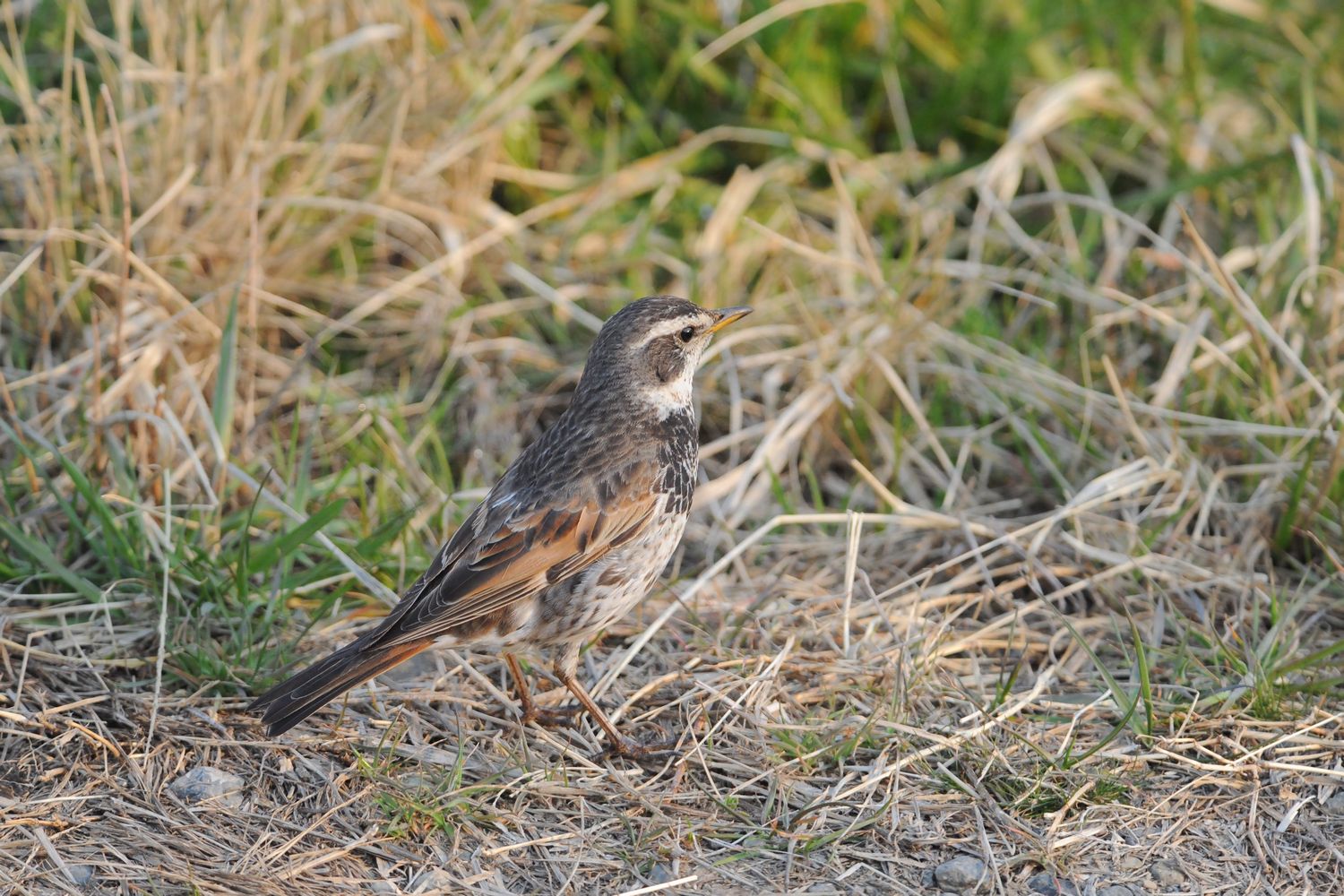 霞川～他の野鳥編～_f0133213_18542133.jpg