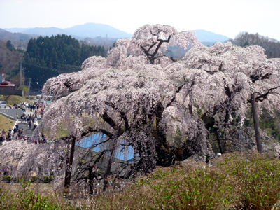 数年前の桜_b0112516_23485539.jpg