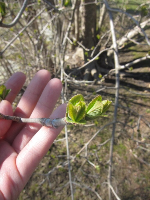 The Buds_c0120817_13162117.jpg