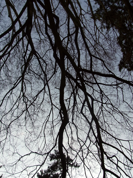 e0083517_36437.jpg