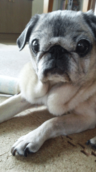 f0232522_19511786.gif