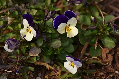 f0170524_1429531.jpg