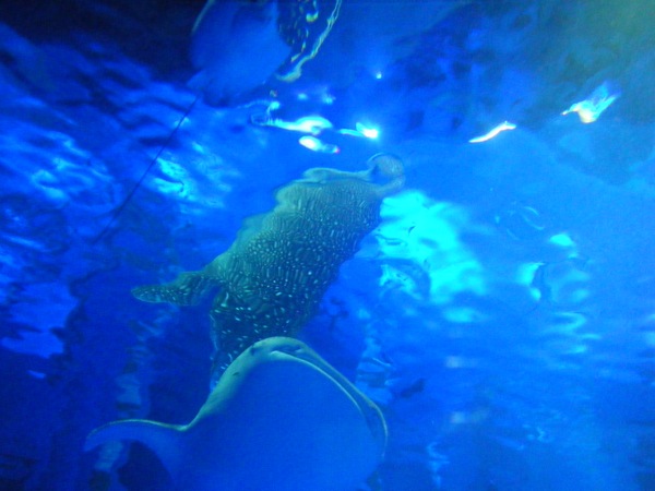 b0020028_43847.jpg