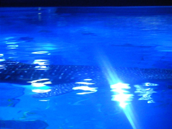 b0020028_47365.jpg