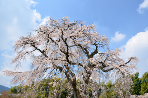 髭てらのさくら便り_c0132230_2059488.jpg