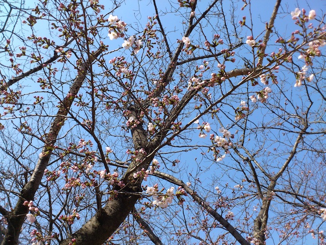桜が少しずつ・・・。_b0028732_19264271.jpg