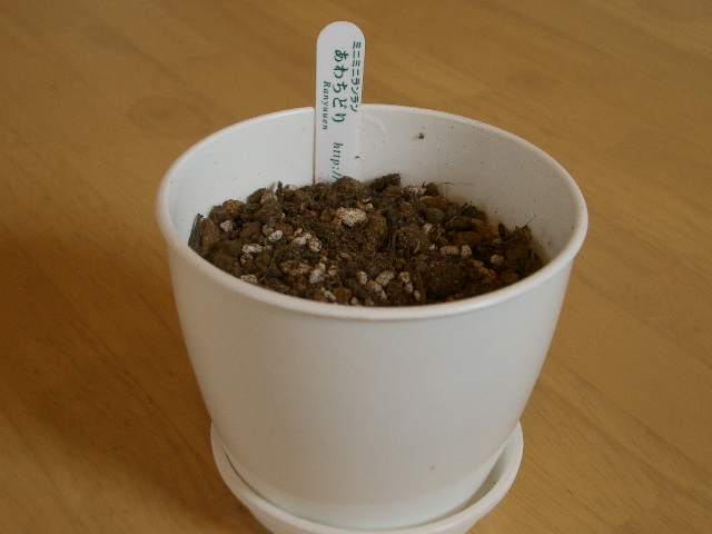 あわちどり_a0155844_15473624.jpg